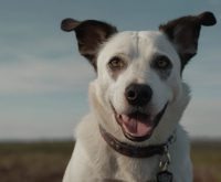 how can i help my deaf dog