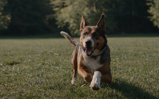 how to play fetch with a dog