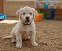 puppy preschool