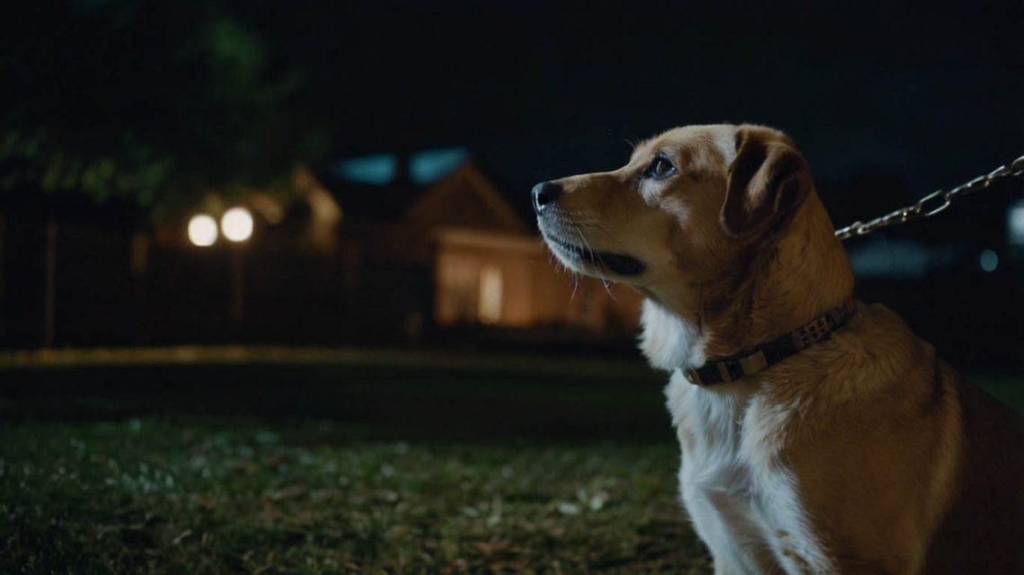 how to stop dog barking at night outside