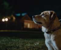 how to stop dog barking at night outside
