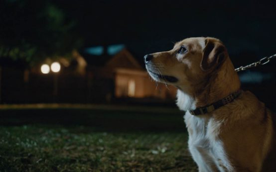 how to stop dog barking at night outside