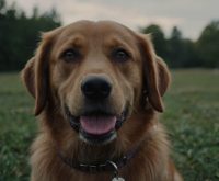 how to train a dog without treats