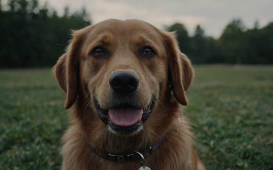 how to train a dog without treats