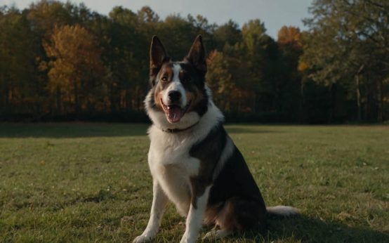 how to teach a dog to sit without treats
