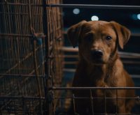 tips for night time crate training