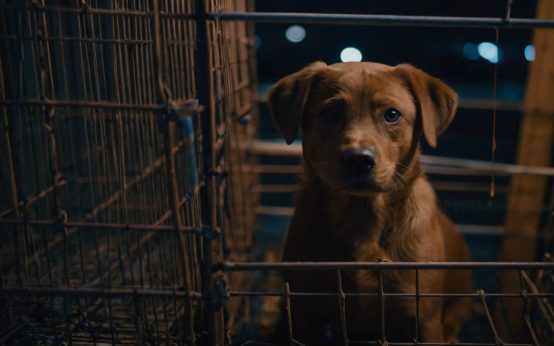tips for night time crate training