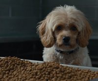 kibble for fussy dogs