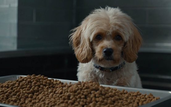 kibble for fussy dogs