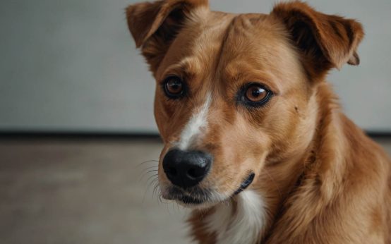 atopy in dogs home remedies