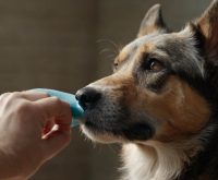 how to clean a dog's ears home remedy
