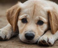 puppy dehydration symptoms