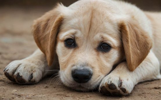 puppy dehydration symptoms