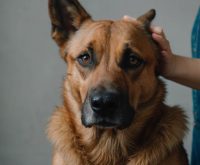 how to clean dog ears diy