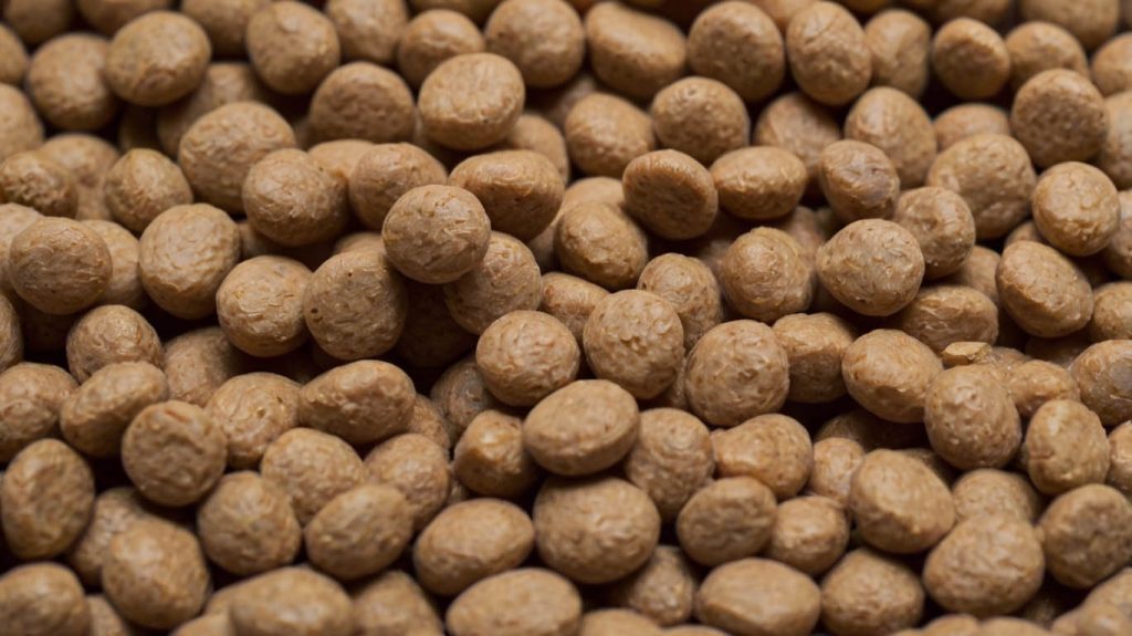 dog food allergy home remedy