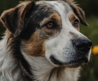 home treatment for dog dermatitis