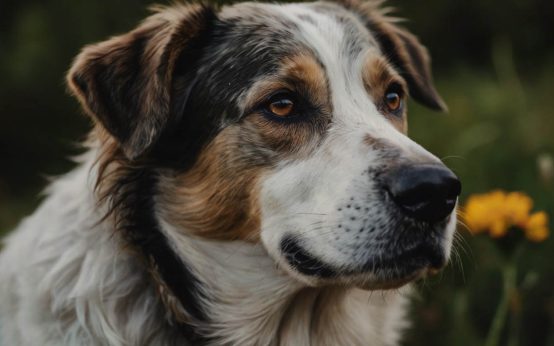 home treatment for dog dermatitis