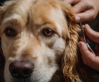 how to get dog ear wax out