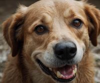 dehydrated gums in dogs