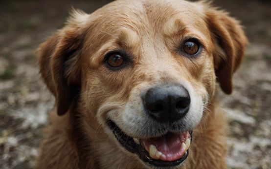 dehydrated gums in dogs