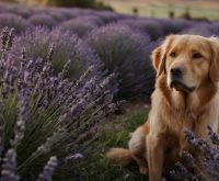 lavender oil safe for dogs