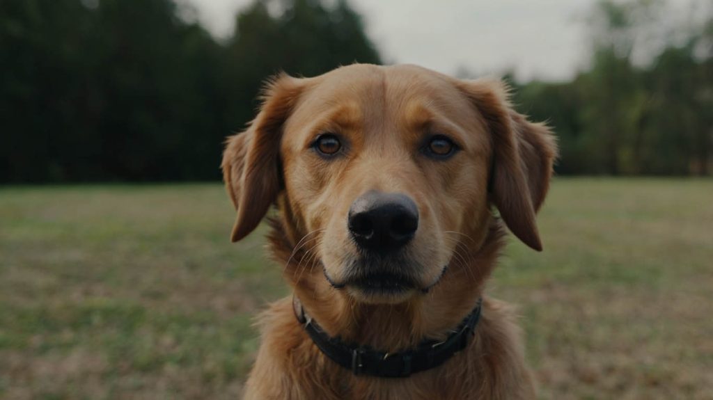 how to get a dog to come on command