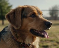 how to get a dog to obey commands