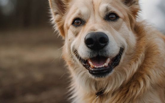 itch relief for dogs pets at home