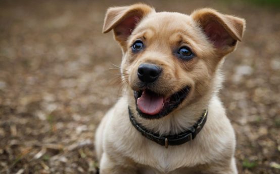 what commands to teach puppy