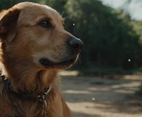 sign of dehydration in dog