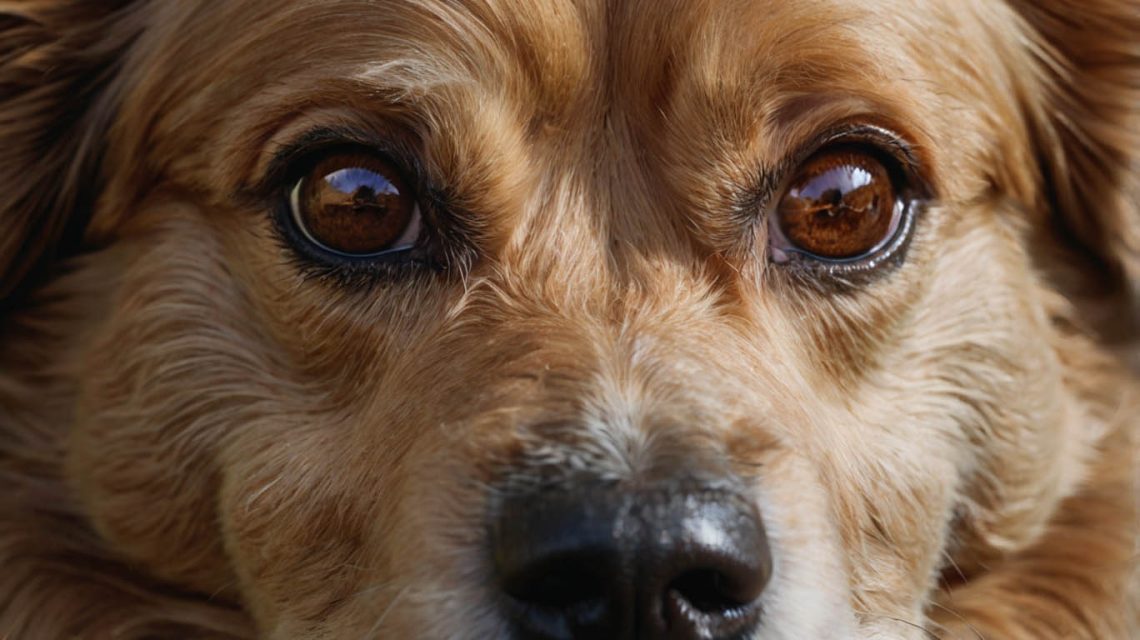 allergic dermatitis dog home remedies