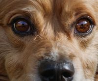 allergic dermatitis dog home remedies