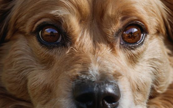 allergic dermatitis dog home remedies