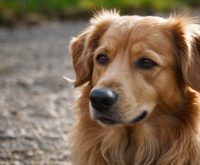 best home remedy for dog skin allergies