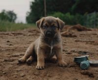 signs a puppy is dehydrated