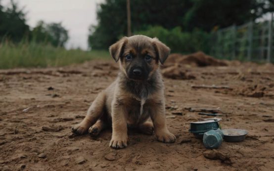 signs a puppy is dehydrated