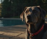 how to tell if a dog has a fever without a thermometer