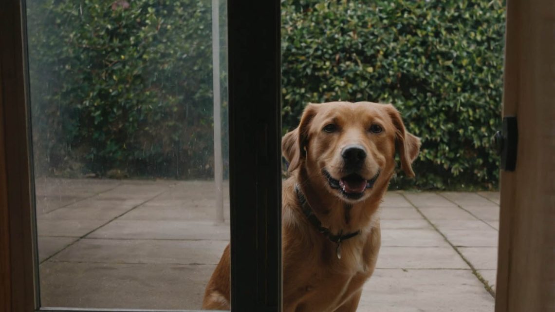 how to stop dog from barking at door