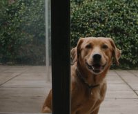 how to stop dog from barking at door