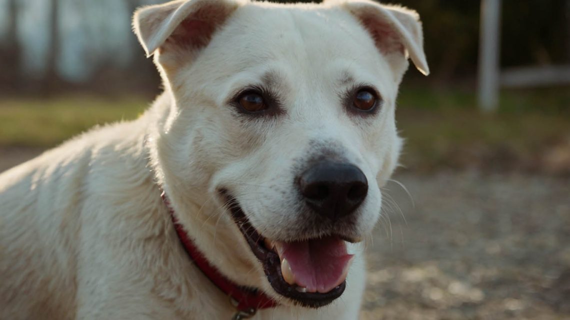 questions to ask when adopting a dog