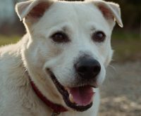 questions to ask when adopting a dog
