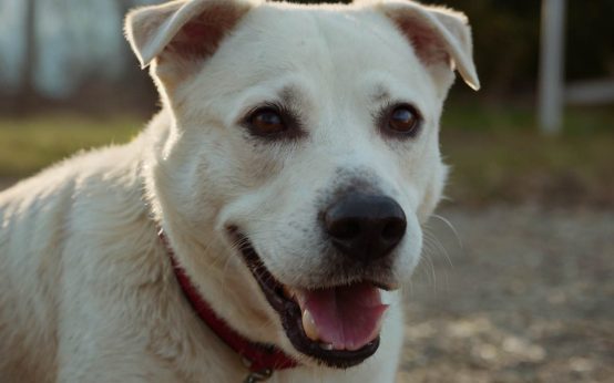questions to ask when adopting a dog