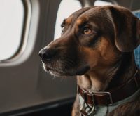 how to fly with your dog