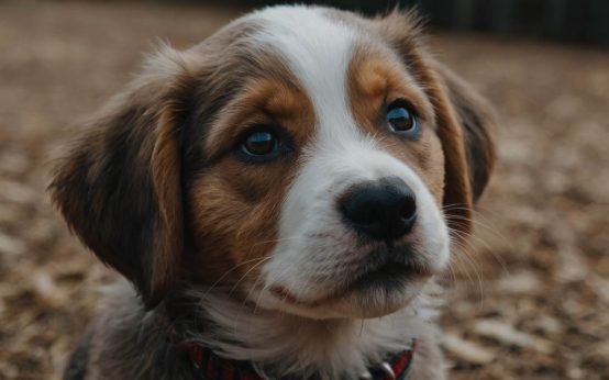 when to start puppy training