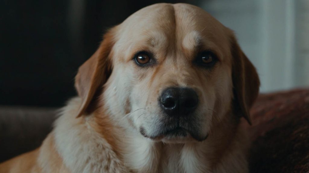 how to tell if a dog has a fever without a thermometer