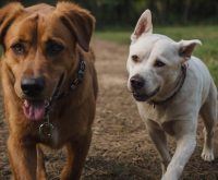 dog training for stubborn dogs