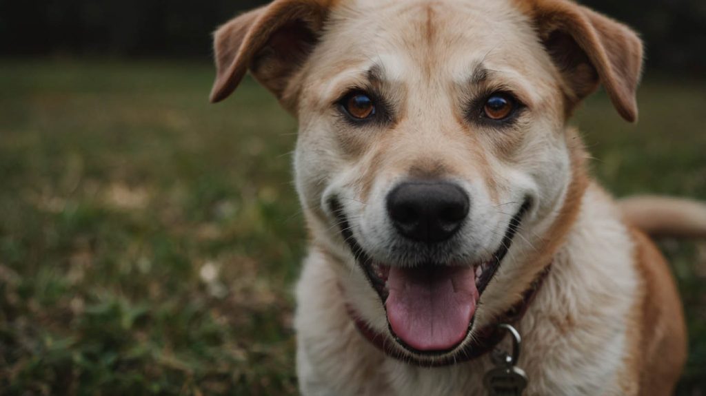 questions to ask before adopting a dog
