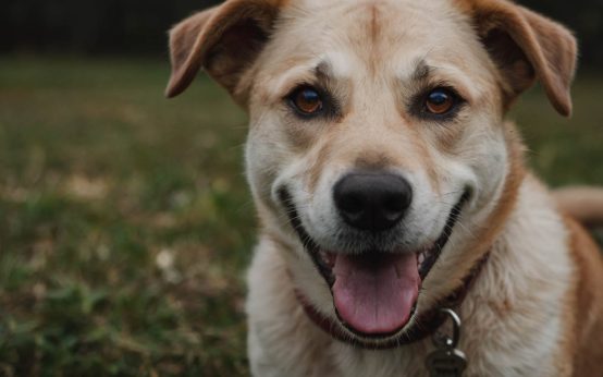 questions to ask before adopting a dog