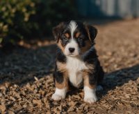 best treats for training puppies