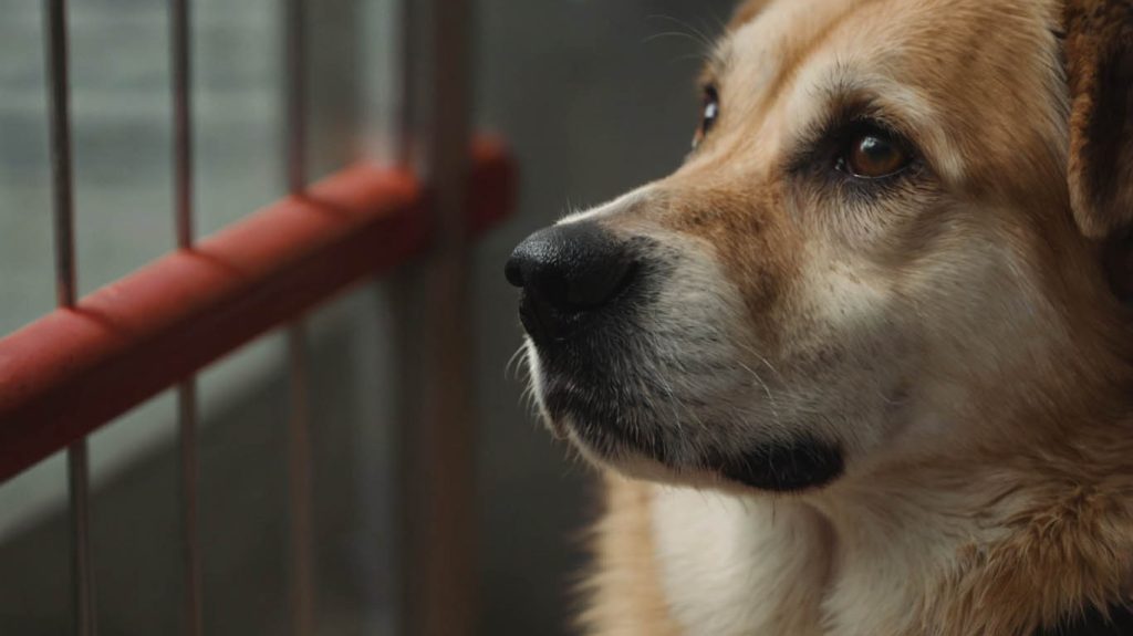 how to help a shelter dog adjust